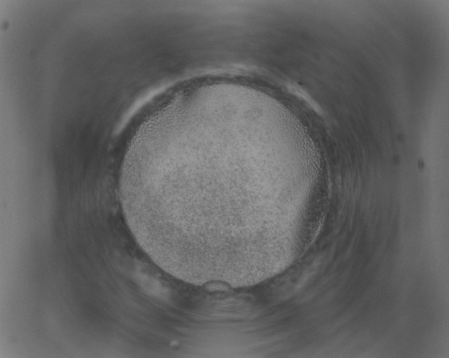 X0000067901256200604271844