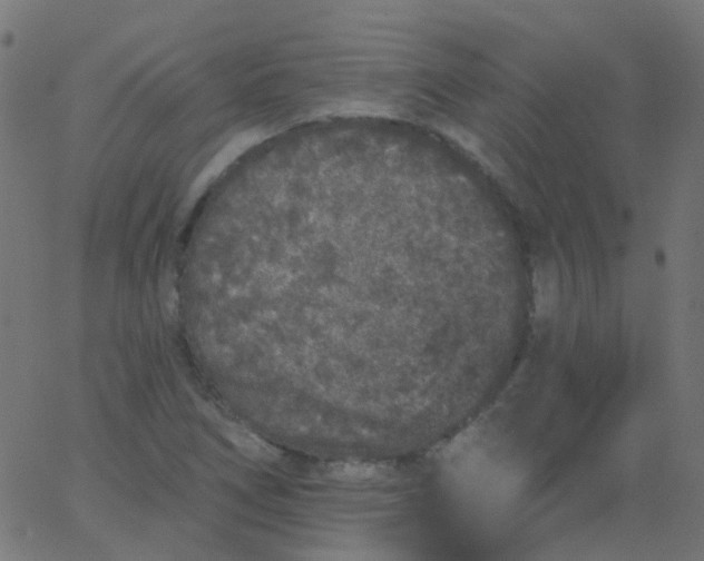 X0000067901266200604271843