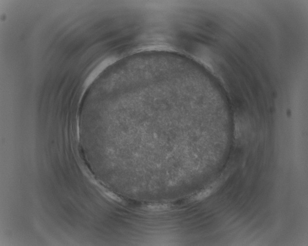 X0000067901274200604271843