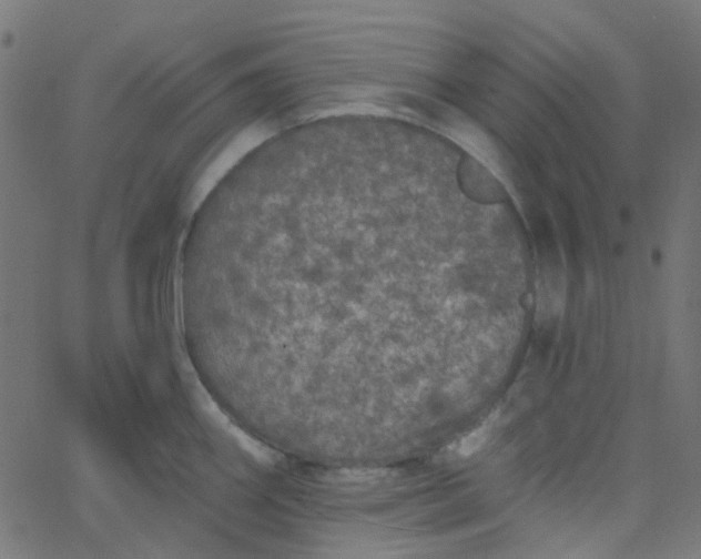 X0000067901290200604271843