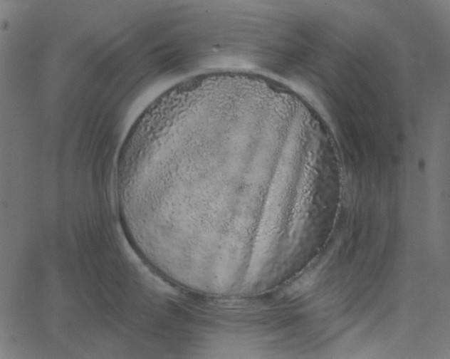 X0000067901295200604271843