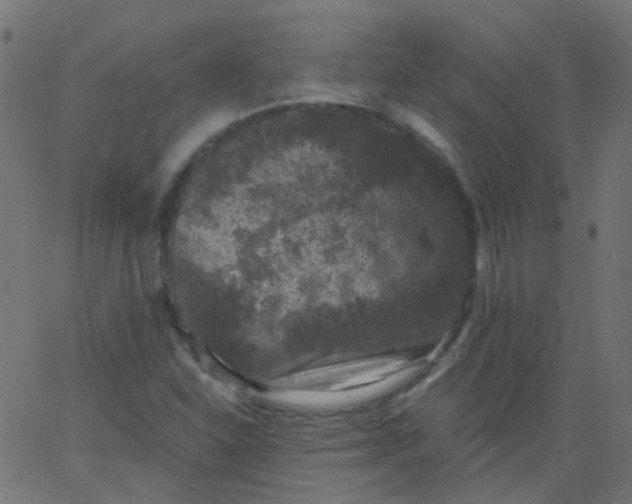 X0000067901310200604271842