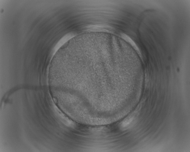 X0000067901386200604271841