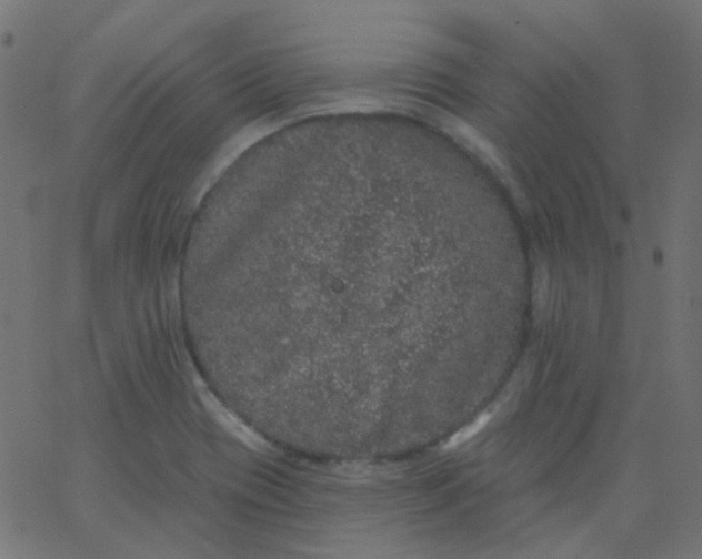 X0000067901417200604271841