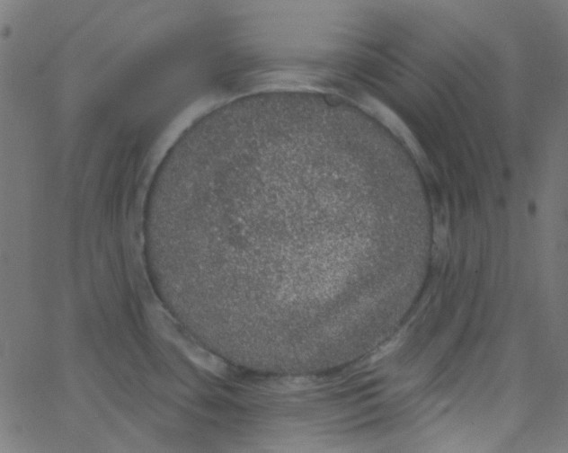 X0000067901435200604271841