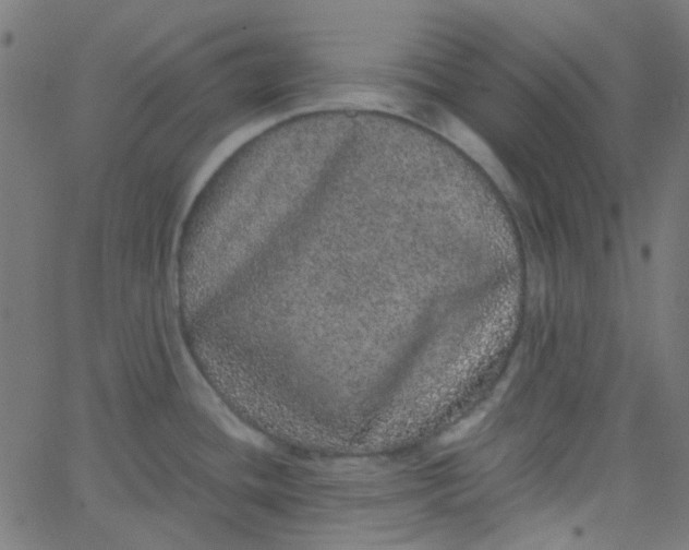 X0000067901436200604271841