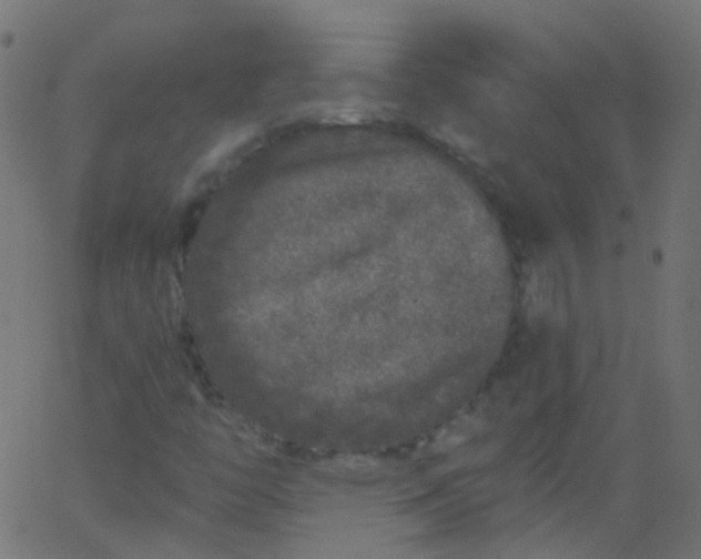 X0000067901446200604271840