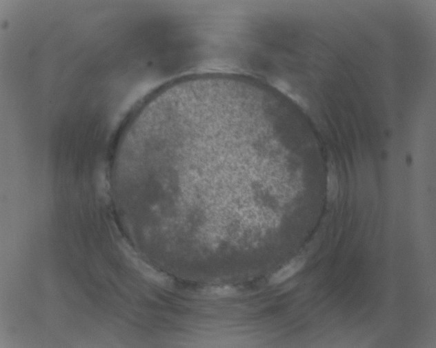 X0000067901454200604271840