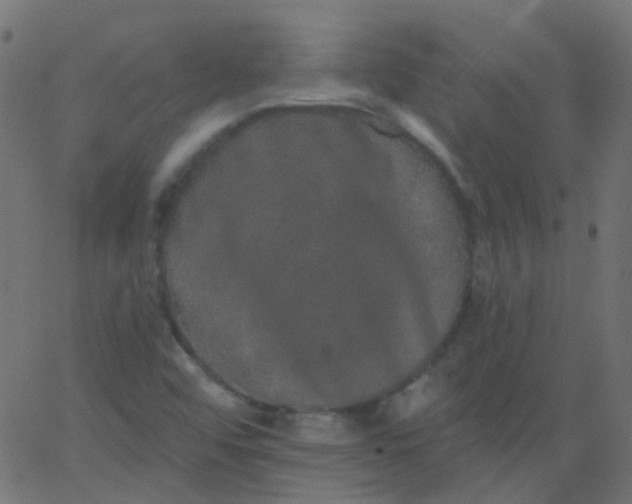 X0000067901456200604271840