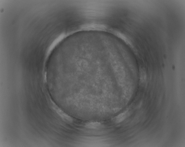 X0000067901462200604271840