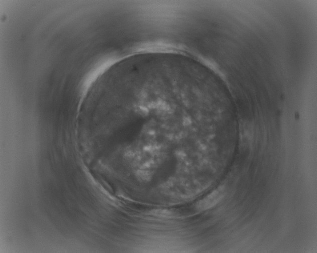 X0000067901463200604271840