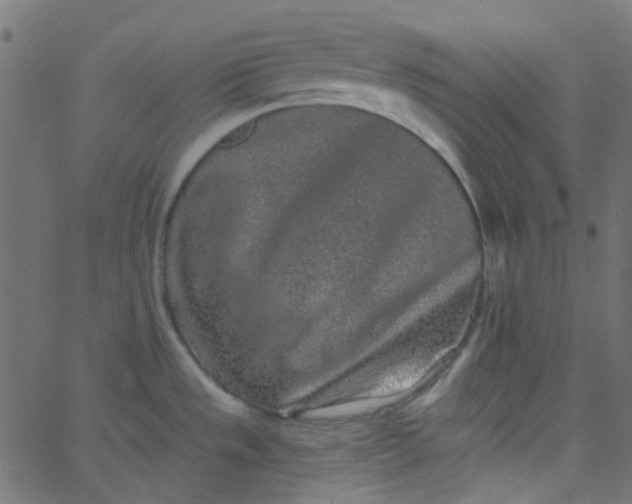 X0000067901533200604271840