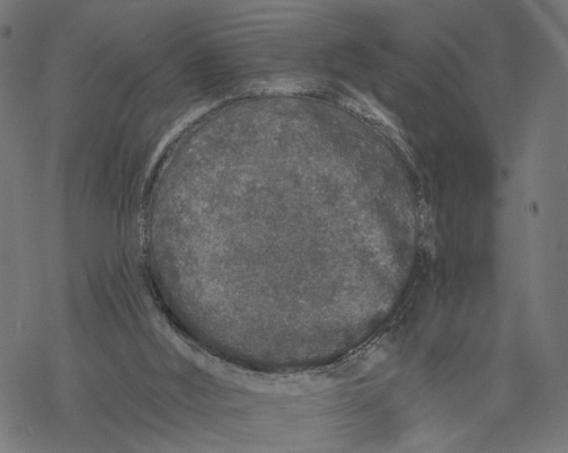 X0000067900012200605041629