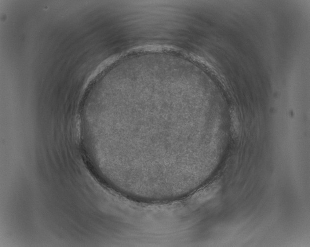 X0000067900016200605041629