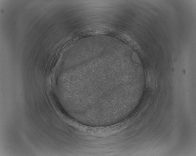 X0000067900026200605041629