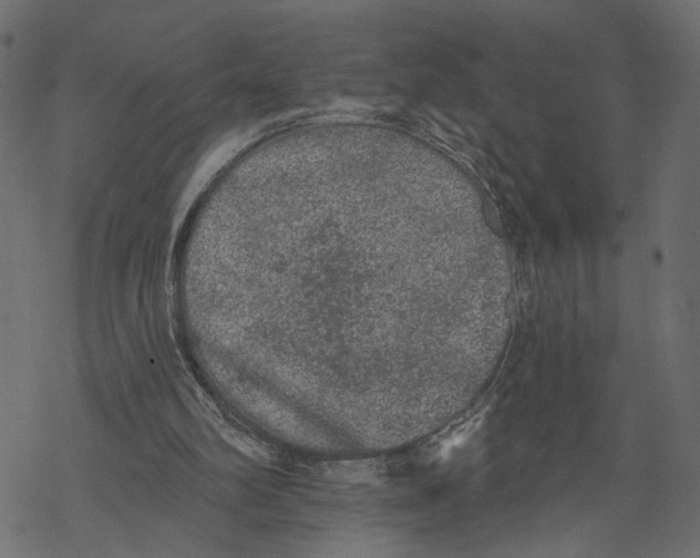 X0000067900102200605041628