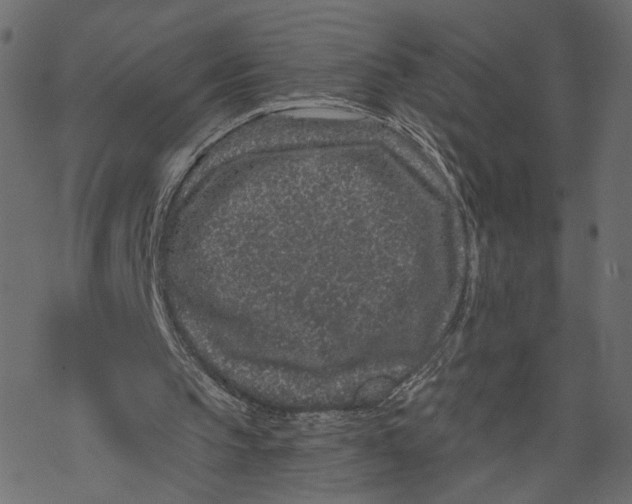 X0000067900145200605041626