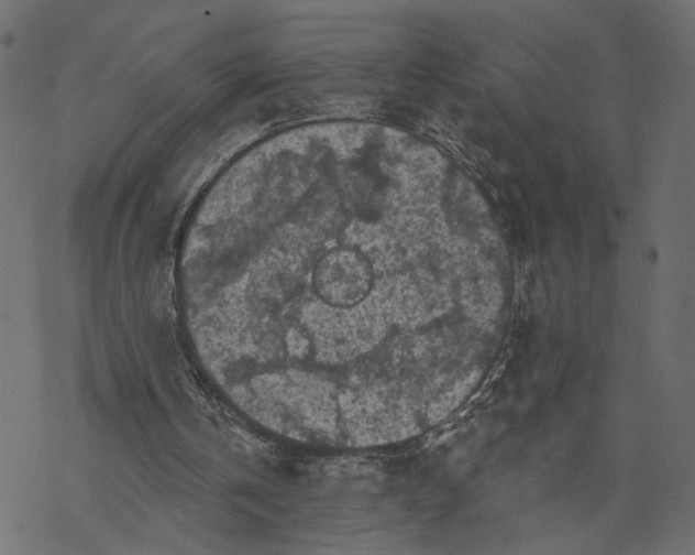 X0000067900146200605041626