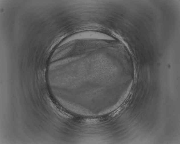 X0000067900154200605041627