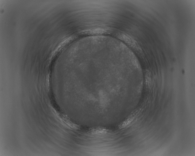 X0000067900206200605041626