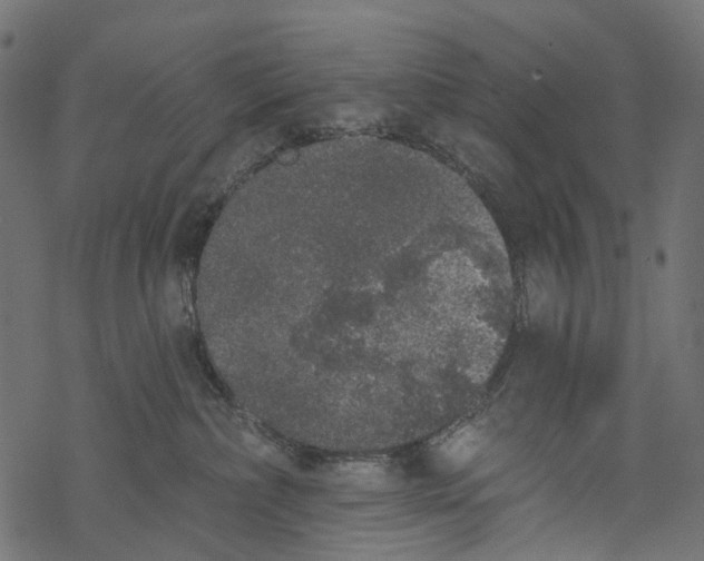 X0000067900236200605041626