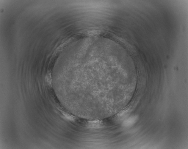 X0000067900240200605041626