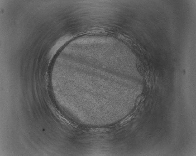 X0000067900242200605041625