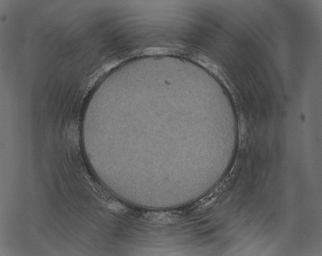 X0000067900297200605041625