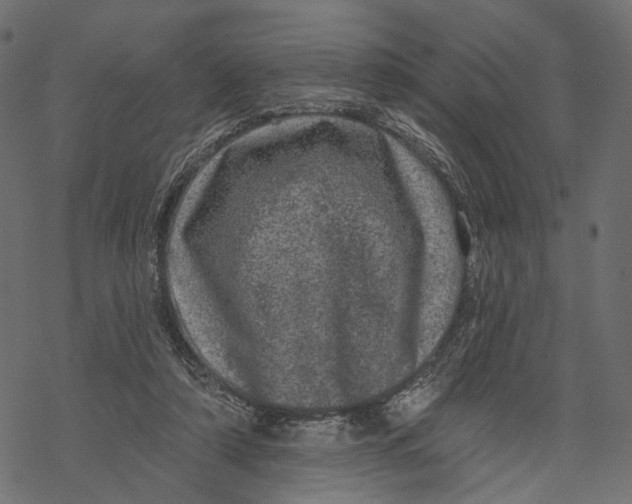 X0000067900306200605041625