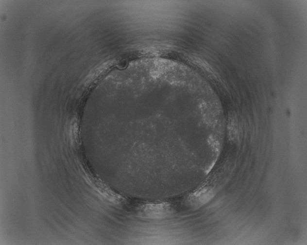 X0000067900314200605041624