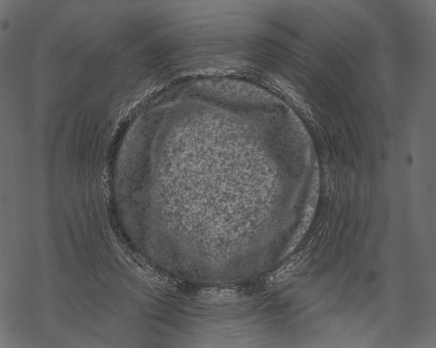 X0000067900354200605041624