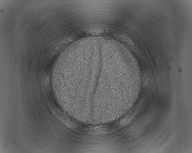 X0000067900365200605041624