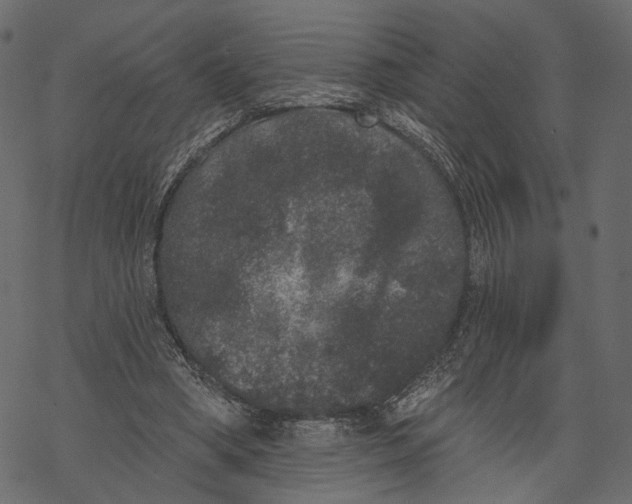 X0000067900394200605041623