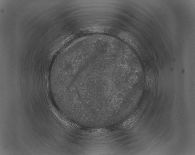 X0000067900398200605041623