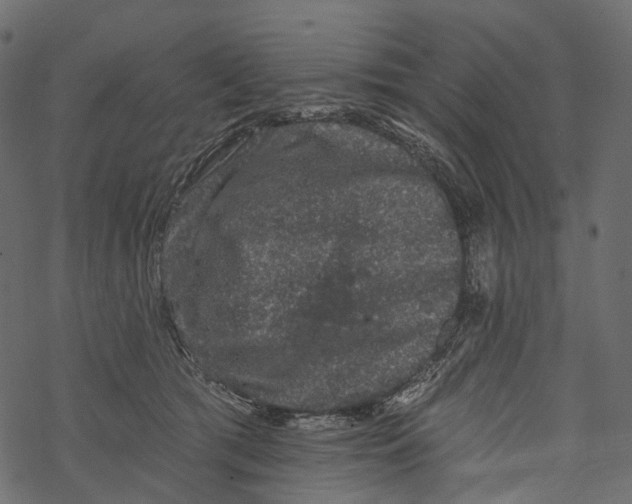 X0000067900417200605041623