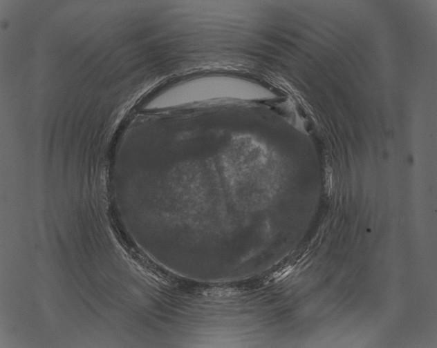 X0000067900444200605041622