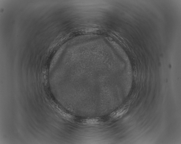 X0000067900462200605041622