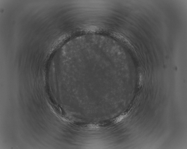 X0000067900496200605041621