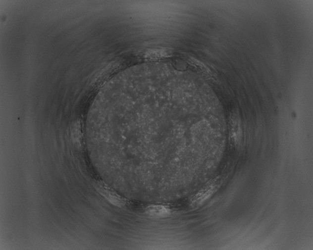 X0000067900519200605041621