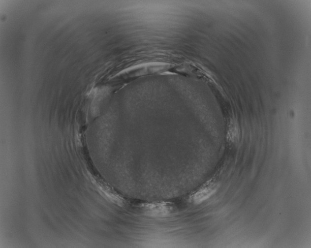 X0000067900524200605041621