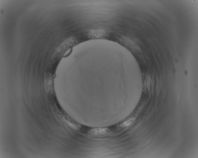 X0000067900526200605041621