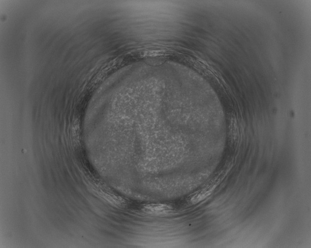 X0000067900557200605041620