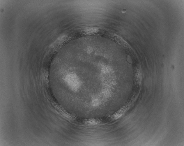 X0000067900565200605041621