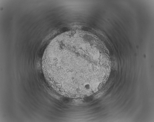 X0000067900573200605041621