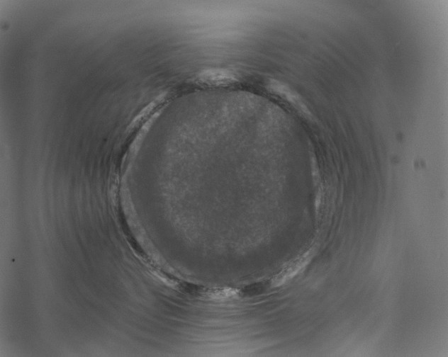 X0000067900576200605041621