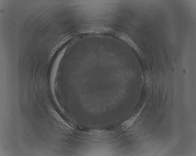 X0000067900585200605041620