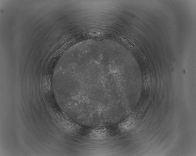 X0000067900606200605041619