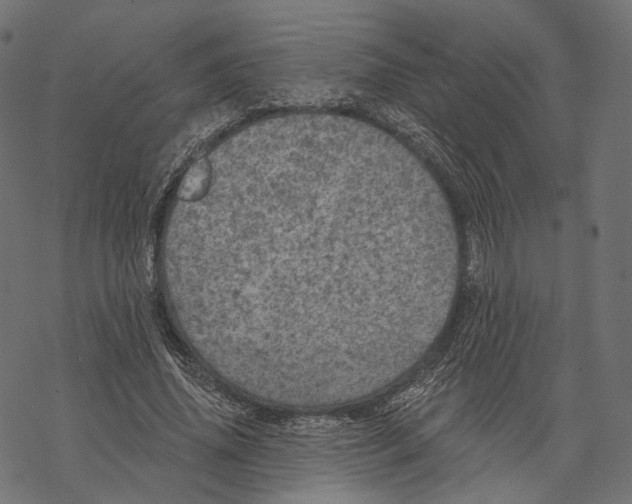 X0000067900636200605041619