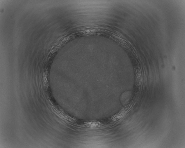 X0000067900654200605041619