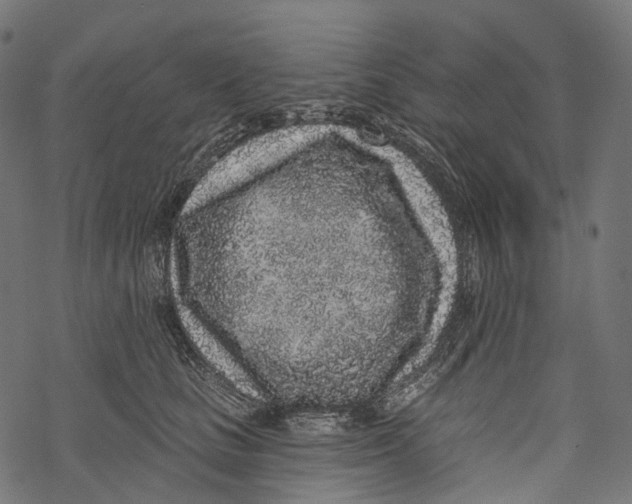 X0000067900661200605041619